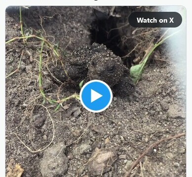 Baby turtle, just emerged from the ground (hole in background)